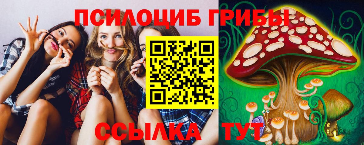 Галлюциногенные грибы Psilocybe Черняховск